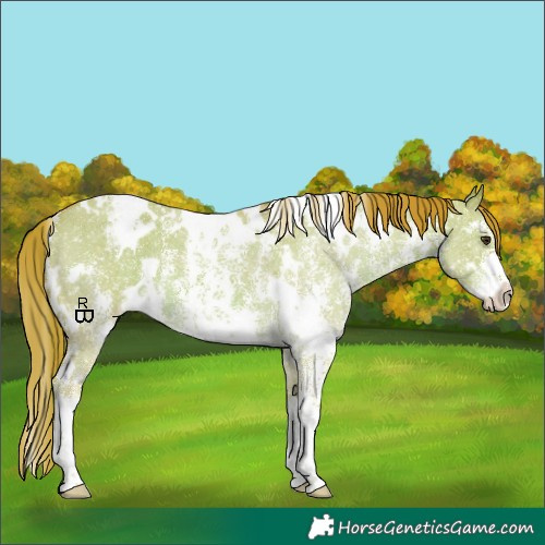 Horse Color:Watercolor White Spotted Red Dun Sabino Appaloosa