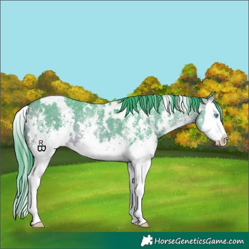 Horse Color:Watercolor White Spotted Bay Sabino Splash Appaloosa