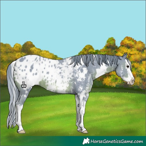 Horse Color:Watercolor White Spotted Black Sabino Splash Appaloosa
