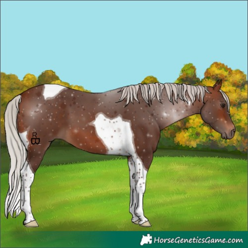Horse Color:Silver Bay Tobiano