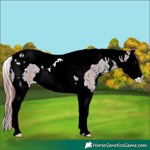 Horse Color:Liver Red Dun Sabino Splash Tobiano 