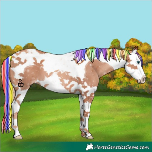 Horse Color:Painted Gold Champagne Splash Tobiano Appaloosa