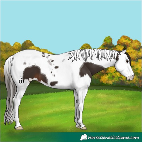 Horse Color:Liver Chestnut Splash Tobiano 