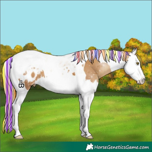 Horse Color:Painted Gold Champagne Splash Tobiano Appaloosa 