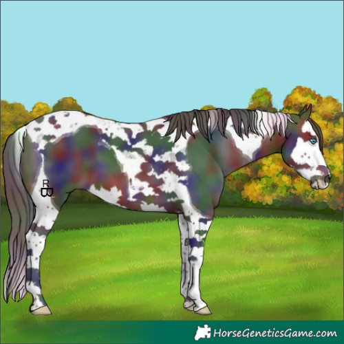 Horse Color:Nacre Brown Splash Tobiano