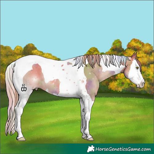 Horse Color:Nacre Gold Champagne Splash Tobiano