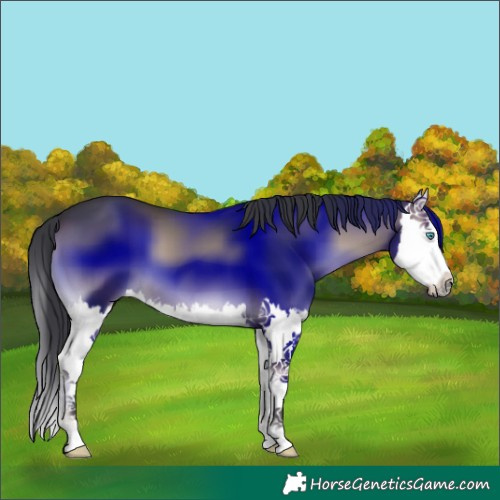 Horse Color:Blue Onyx Splash 