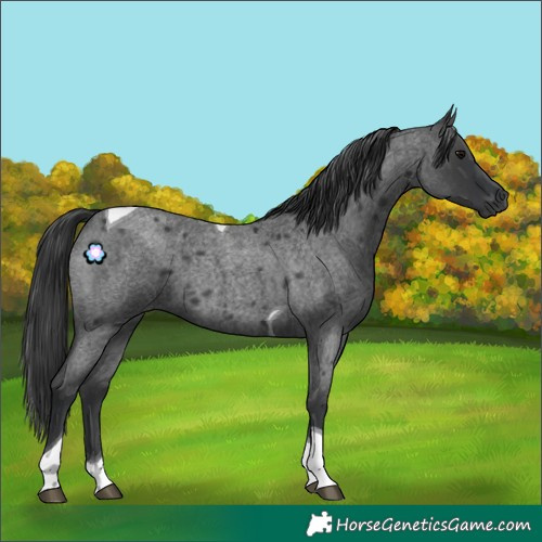 Horse Color:Blue Roan Tobiano