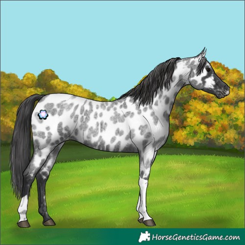 Horse Color:Blue Roan Tobiano Appaloosa