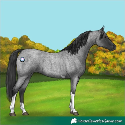 Horse Color:Blue Roan Tobiano