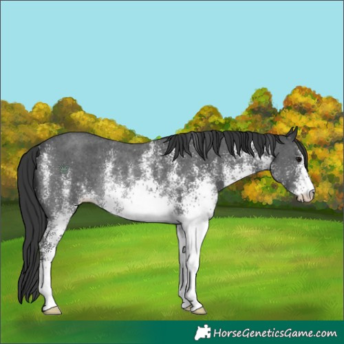 Horse Color:White Spotted Black Rabicano 