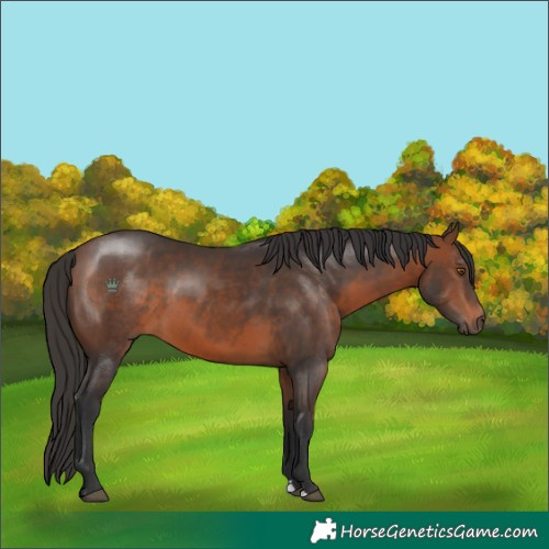 Horse Color:Unknown 
