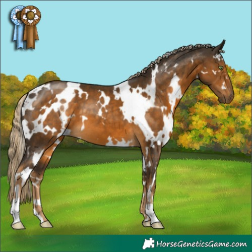 Horse Color:White Spotted Chocolate Palomino 