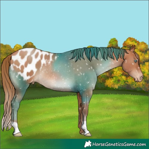 Horse Color:Chocolate Brown Pearl Appaloosa Rabicano 