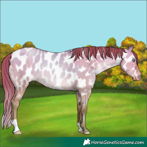 Horse Color:Chocolate Brown Pearl Dun Appaloosa Rabicano 