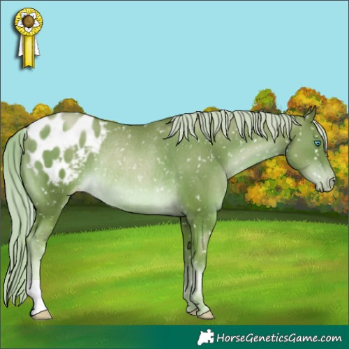 Horse Color:Chocolate Palomino Pearl Appaloosa Rabicano 