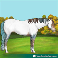 Horse Color:Chocolate Brown Pearl Near Fewspot Rabicano