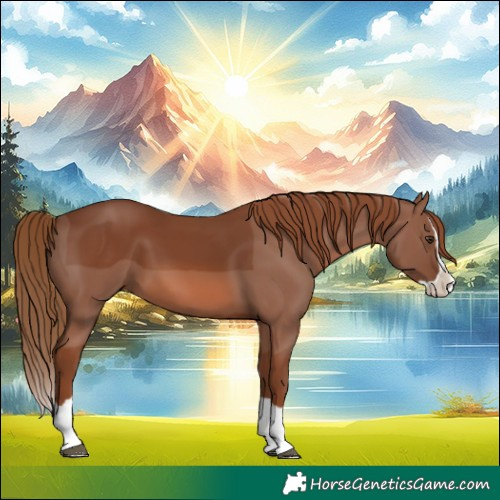 Horse Color:Chestnut Splash 