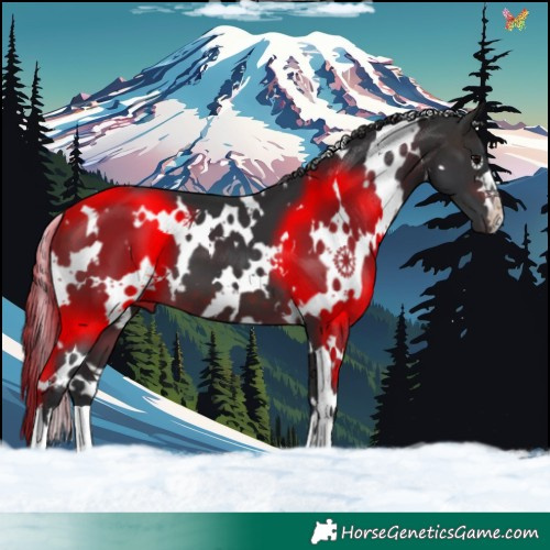 Horse Color:White Spotted Brown