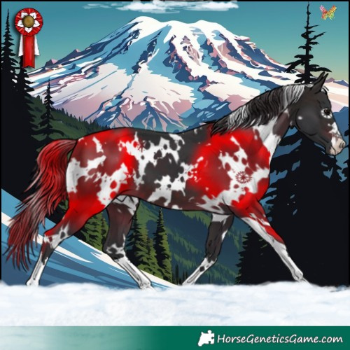 Horse Color:White Spotted Brown