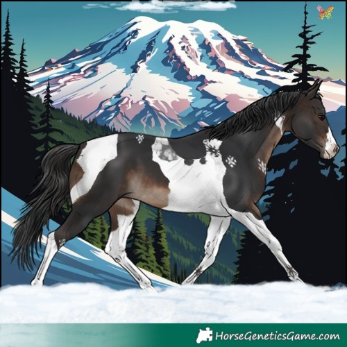 Horse Color:Brown Tobiano 