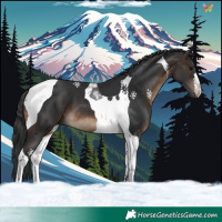 Horse Color:Brown Tobiano 