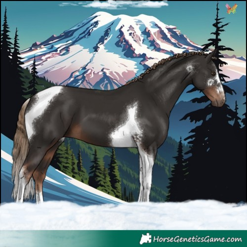 Horse Color:Liver Chestnut Tobiano 