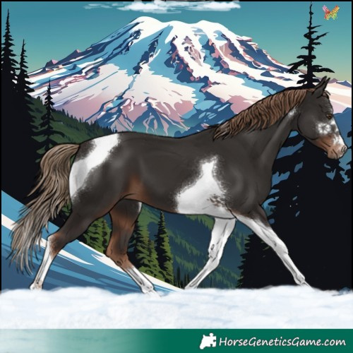Horse Color:Liver Chestnut Tobiano 
