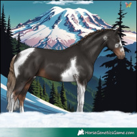 Horse Color:Liver Chestnut Tobiano