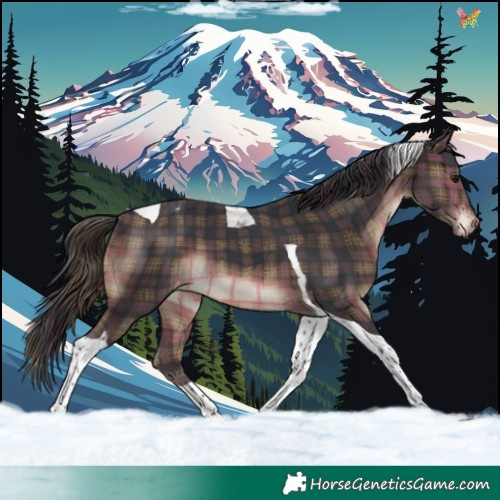Horse Color:Plaid  Brown Tobiano Appaloosa 