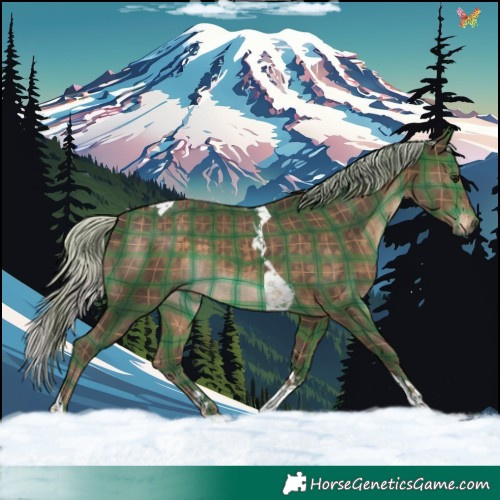 Horse Color:Plaid  Silver Brown Tobiano 
