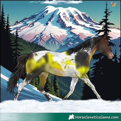 Horse Color:Brown Tobiano 