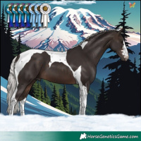 Horse Color:Silver Brown Tobiano