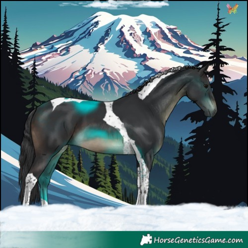 Horse Color:Brown Tobiano 