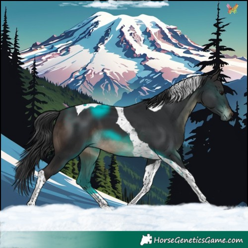 Horse Color:Brown Tobiano 