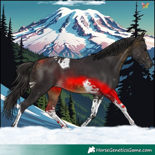 Horse Color:Buckskin Tobiano 