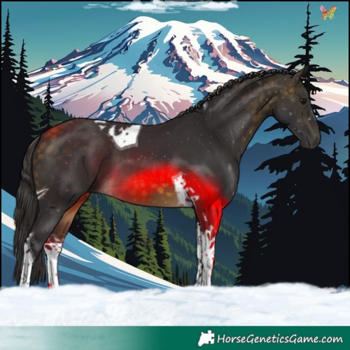 Horse Color:Buckskin Tobiano 