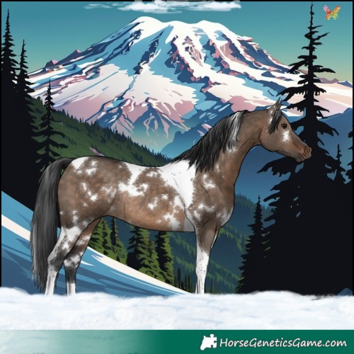 Horse Color:White Spotted Brown Dun Tobiano Rabicano 