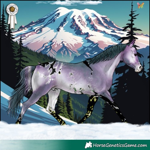 Horse Color:Watercolor Bay Onyx Sabino Tobiano Appaloosa