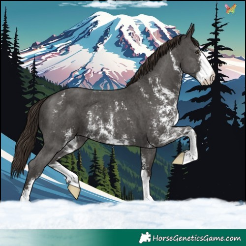 Horse Color:Liver Chestnut Sabino 