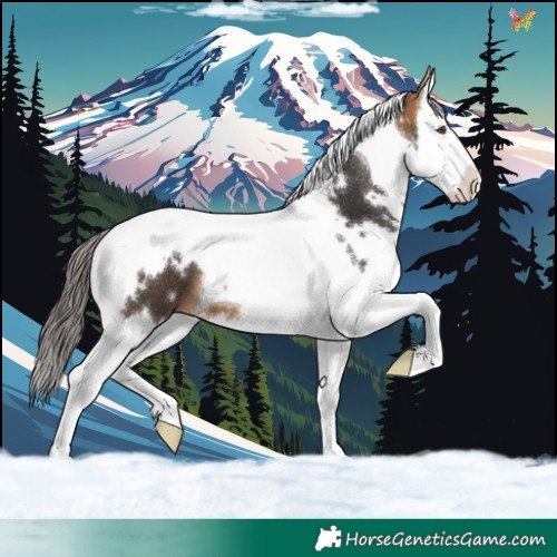 Horse Color:White Spotted Buckskin Splash Tobiano 