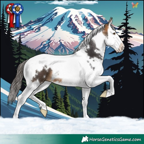 Horse Color:White Spotted Buckskin Splash Tobiano 