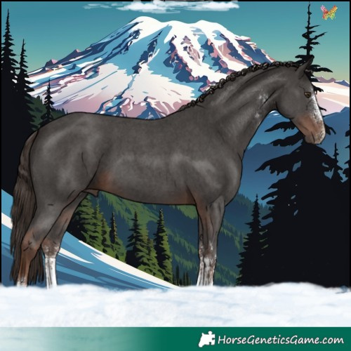 Horse Color:Liver Chestnut Sabino 