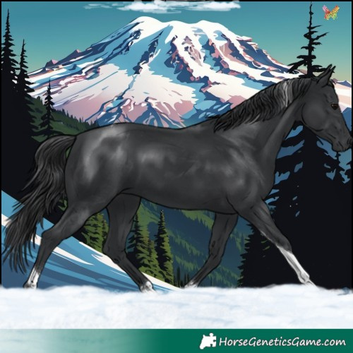 Horse Color:Black Tobiano 