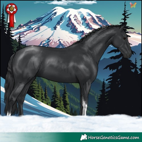 Horse Color:Black Tobiano 