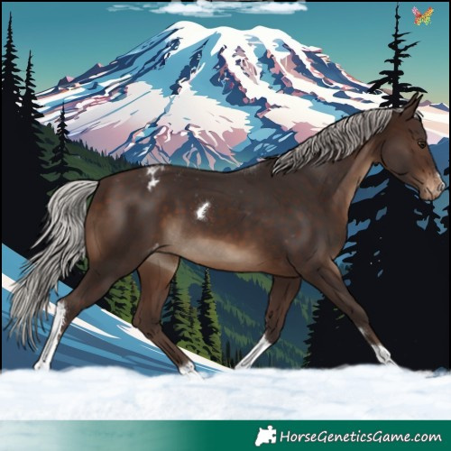 Horse Color:Silver Brown Tobiano Appaloosa 