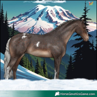 Horse Color:Silver Brown Tobiano Appaloosa