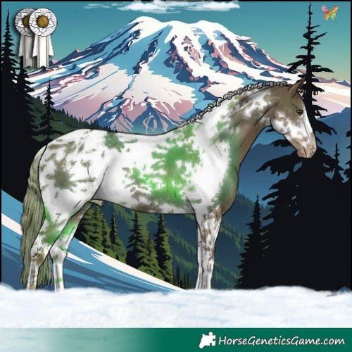 Horse Color:Liver Red Dun Tobiano Frame Appaloosa 