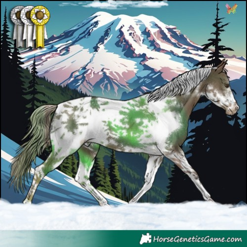Horse Color:Liver Red Dun Tobiano Frame Appaloosa