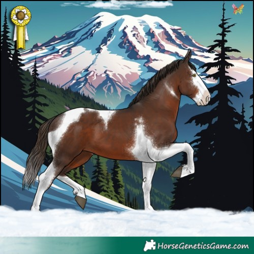 Horse Color:Liver Chestnut Splash Tobiano